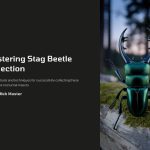 1 Mastering Stag Beetle Collection