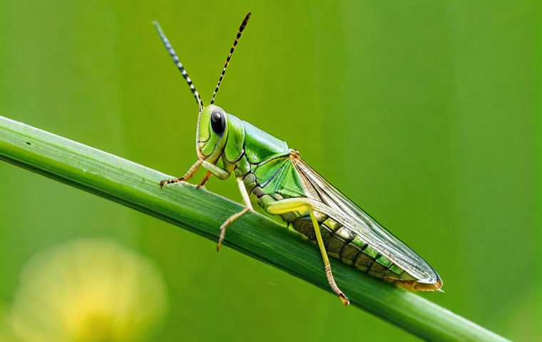 곤충 연령별 성장 특징 - **A mystical butterfly chrysalis undergoing a silent transformation.**
    An artistic, close-up ima...
