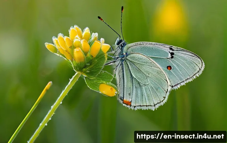 곤충 서식지 및 기후 변화 연구 - A detailed natural scene depicting a vibrant spring meadow at dawn, showcasing a variety of butterfl...